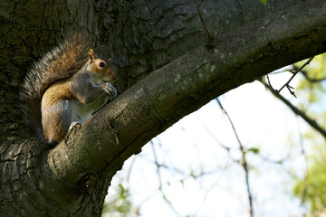 Squirrel on a Tree Branch