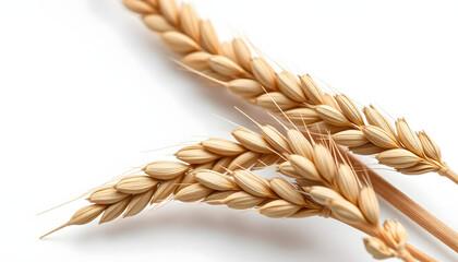 golden wheat spikelets isolated on a pristine white background, sharp focus on the grains, studio lighting. with white shades