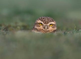Lechuza de las vizcacheras
