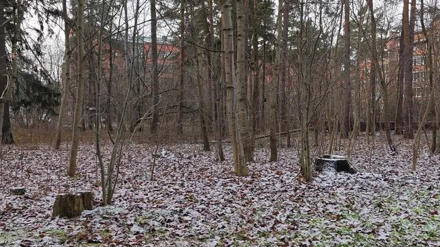 In a snow-covered city park, a path is trampled among the grass and fallen leaves. It leads to the red brick houses behind the trees. A crow was walking on the grass. Then she flew. Cold and cloudy