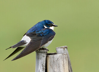 Golondrina ceja blanca