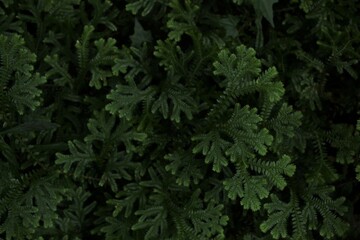 dark green fern leaves over black background
