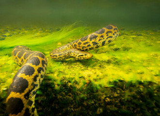 Boa curiyú bajo el agua