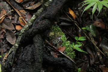 driftwood in a humid jungle floor