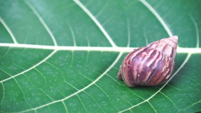 Snail wriggles out of its shell on a green leaf