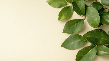 Fototapeta premium Beautifully Arranged Still Life of Fresh Green Leaves on Soft Neutral Background