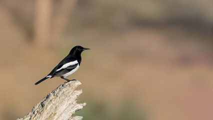 White rowed wagtail bird stand on branch in natural daylight. For illustrating birdwatching, wildlife, or nature themes in educational and editorial contexts.