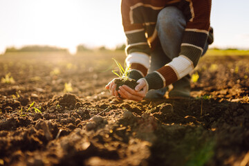 A female agronomist holds a young green plant in her hands in an agricultural field. Hands of a female farmer planting a sprout in fertile soil. Gardening concept.