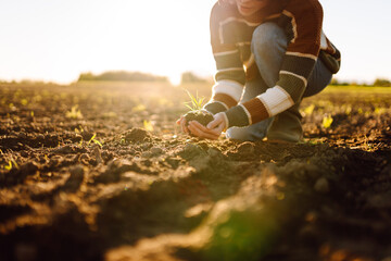 A female agronomist holds a young green plant in her hands in an agricultural field. Hands of a...