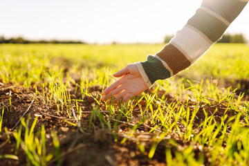 Close-up of a young female farmer's hands touching green sprouts in an agricultural field. Young...