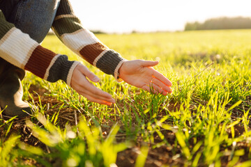 Close-up of a young female farmer's hands touching green sprouts in an agricultural field. Young...