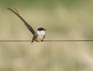 Tijereta