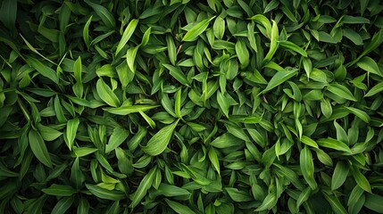 Obraz premium Green Leaves Texture