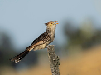 Pirincho ave © Sergio