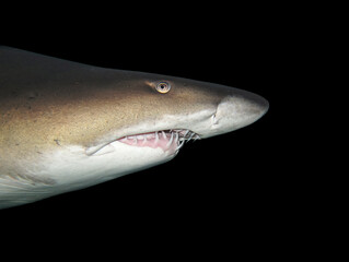 Naklejka premium Tiburón escalandrun dientes