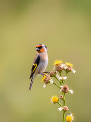 Obraz premium Goldfinch on teasels