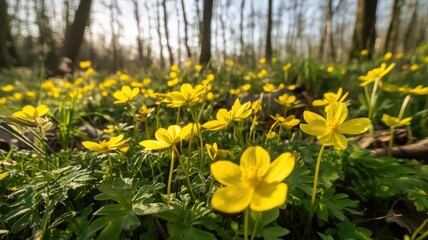 Obraz premium Bright Yellow Wildflowers in a Sunlit Forest Clearing with Gentle Shadows and Vibrant Greenery