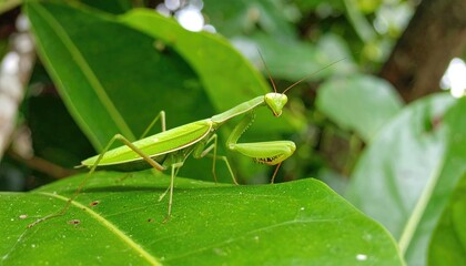 Green Praying Mantis on a Leaf: This vivid green praying mantis perches on a leaf, with its long, slender limbs and large eyes, ready to pounce on its prey.