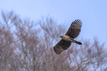 冬枯れの山をバックに悠然と飛ぶクマタカ幼鳥