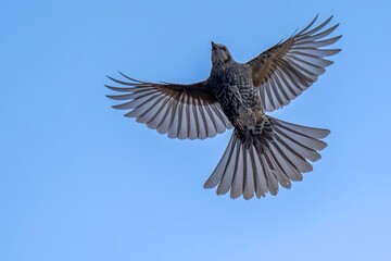 青空バックに夢中で虫をとるヒヨドリ