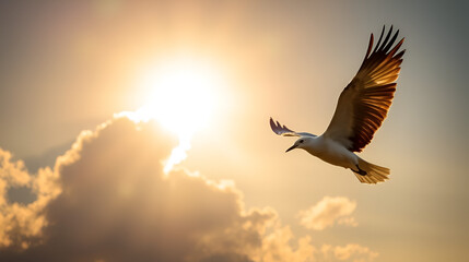 Fototapeta premium Majestic Flight: The Serene Ballet of a Bird Against a Golden Sky