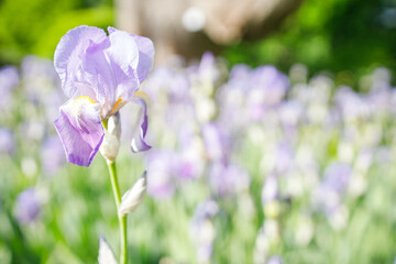 Violet irises flowers field close up background with selective focus