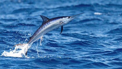 Fototapeta premium Majestic Marlin's Leap: A magnificent marlin leaps gracefully from the cool, cerulean expanse of the ocean. the image captures the raw power and elegance of marine life.