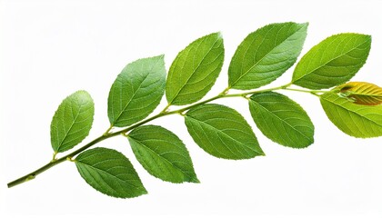 twig with green leaves isolated on transparent background