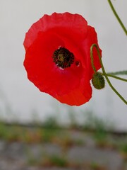 Obraz premium Mohnblume Blüte und Knospe