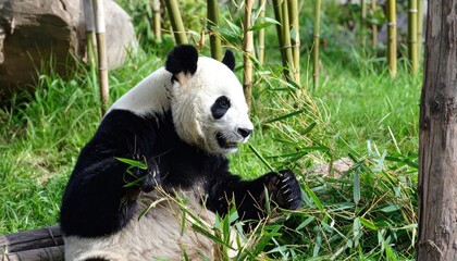 Obraz premium Panda in a Bamboo Grove: A playful giant panda, known for its distinctive black and white fur, savors a delicious bamboo stalk amidst a verdant grove of bamboo.