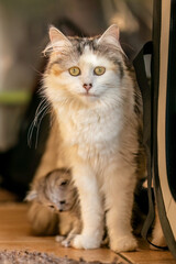 Mother cat watching over her cub indoors