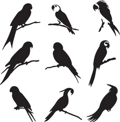 Fototapeta premium Parrot Silhouettes Vector Set: Various Poses on Branches, Black and White
