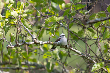 A Masked Water Tyrant (Wagtail) with a black mask and white and gray plumage perched on a branch with green leaves. Blurred natural background.