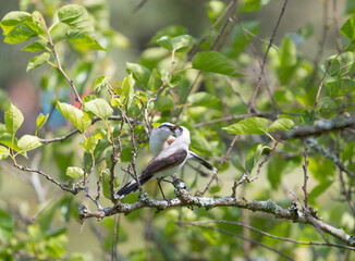 An adult Masked Water Tyrant (Wagtail) feeding a chick on a branch with green leaves. Blurred natural background.