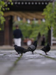 三嶋大社の参道と鳩