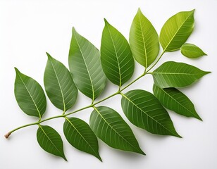 Fototapeta premium green leaves of white popinac or lead tree isolated on a white background