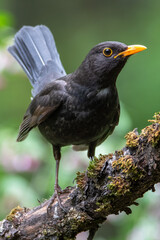 Blackbird on a branch in the forest with flowers