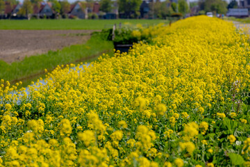 Selective focus of golden yellow flowers on polder of the Netherlands, Rapeseed or Oilseed rape in...