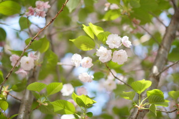明るいピンク色の綺麗な桜の花。4月下旬の千葉県の桜。