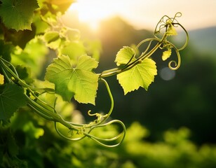 bright green tendrils of a vine curl artfully against a sunlit backdrop revealing the splendor of nature s design