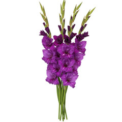 Naklejka premium Rich, purple gladiolus flowers in full bloom with vibrant green stems against black backdrop