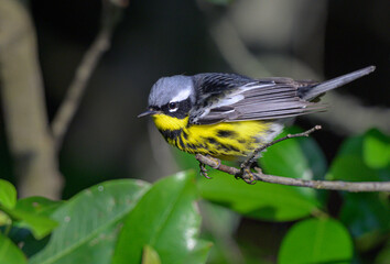 Magnolia warbler (Setophaga magnolia) during spring migration, Galveston, Texas, USA.