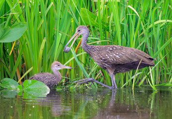 Limpkin (Aramus guarauna) bringing a snail to feed its chick, Houston area, Harris county, Texas, USA. © Ivan Kuzmin
