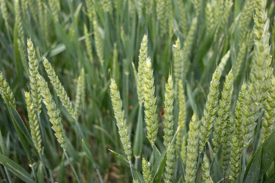 Espigas de Trigo verdes en un cultivo  de cereales