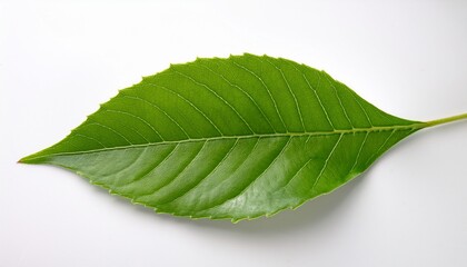 Obraz premium vibrant green leaf isolated on white background showcasing freshness and natural texture