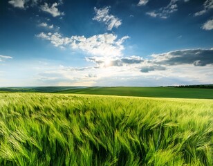 Fototapeta premium vibrant green crop field under a bright sky