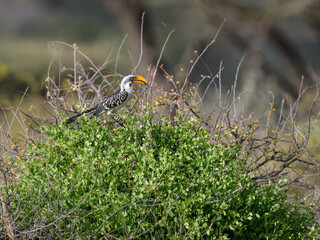 Yellow-billed Hornbill perched on a leafy green bush in the wild