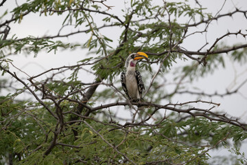 Eastern Yellow-billed Hornbill sits centrally among tangled bare branches against a pale sky