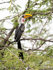 A Southern Yellow-billed Hornbill sits centrally among tangled bare branches against a pale sky
