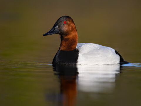 Canvasback Duck Swimming in Calm Lake Waters